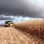 215 euros/tonelada, primer precio de campaña del maíz para secadero en la Lonja de León