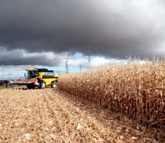 215 euros/tonelada, primer precio de campaña del maíz para secadero en la Lonja de León