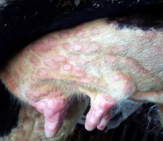 Segundo caso en España de la dermatosis nodular contagiosa, que afecta al ganado bovino