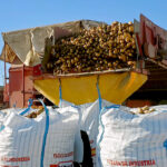 Leve subida del precio de la cebada y hundimiento de la cotización de las patatas en la Lonja de León