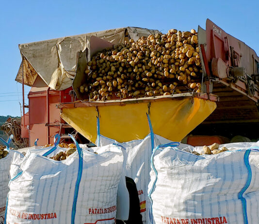 Leve subida del precio de la cebada y hundimiento de la cotización de las patatas en la Lonja de León