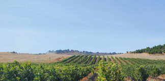 ASAJA vaticina una campaña difícil de comercialización de la uva y pide a la consejería que vigile el cumplimiento de la Ley de la cadena alimentaria