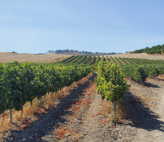 La producción estimada de vino en 2025 cae (-15 %) en España, pero sube en Italia (8 %) y Francia (2 %)