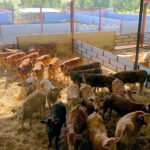 Se amplían hasta el 30 de noviembre las medidas de prevención frente a la dermatosis nodular contagiosa