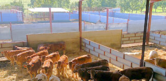 Se amplían hasta el 30 de noviembre las medidas de prevención frente a la dermatosis nodular contagiosa