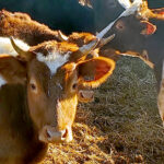 La cotización del bovino de carne lleva plana más de un mes debido a la dermatosis nodular contagiosa