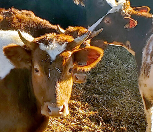 La cotización del bovino de carne lleva plana más de un mes debido a la dermatosis nodular contagiosa