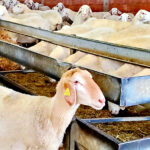 Ligeras subidas en la revisión de las ayudas a la ganadería, salvo en el vacuno de carne, que no varían