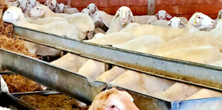 Ligeras subidas en la revisión de las ayudas a la ganadería, salvo en el vacuno de carne, que no varían