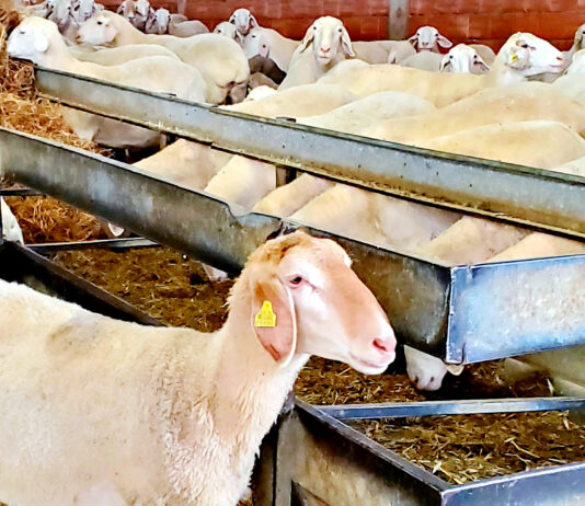 Ligeras subidas en la revisión de las ayudas a la ganadería, salvo en el vacuno de carne, que no varían