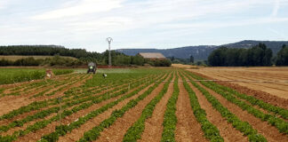 La Junta autoriza la producción de patata de siembra en seis municipios de la provincia de Palencia
