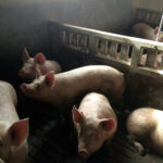 El Supremo tumba por falta de rigor económico la imposición ministerial de reducir la cabaña porcina