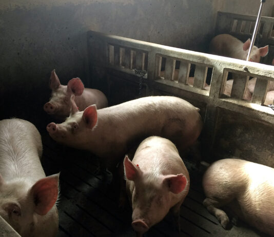 El Supremo tumba por falta de rigor económico la imposición ministerial de reducir la cabaña porcina