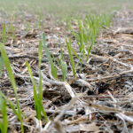 El precio del cereal, pendiente del primer informe de la administración federal de EEUU tras su cierre temporal