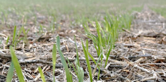 El precio del cereal, pendiente del primer informe de la administración federal de EEUU tras su cierre temporal