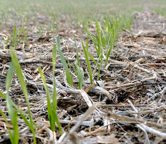 El precio del cereal, pendiente del primer informe de la administración federal de EEUU tras su cierre temporal