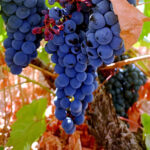 Los viticultores deben presentar la declaración de cosecha de uva no más tarde del 10 de diciembre