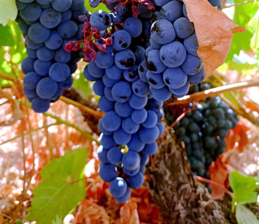 Los viticultores deben presentar la declaración de cosecha de uva no más tarde del 10 de diciembre