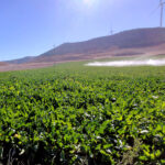 El FEGA revisa al alza la ayuda de la PAC 2025 a la remolacha y alcanzará los 733 euros por hectárea