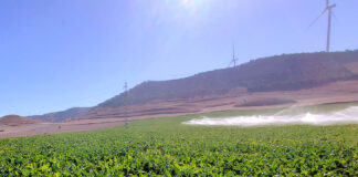 El FEGA revisa al alza la ayuda de la PAC 2025 a la remolacha y alcanzará los 733 euros por hectárea