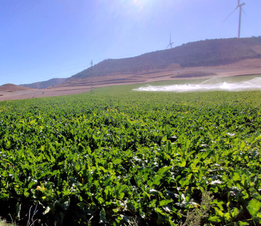 El FEGA revisa al alza la ayuda de la PAC 2025 a la remolacha y alcanzará los 733 euros por hectárea