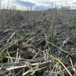 Revisión de los importes provisionales de la ayuda a los ecorregímenes de 2025 para saldar hasta el 90 %