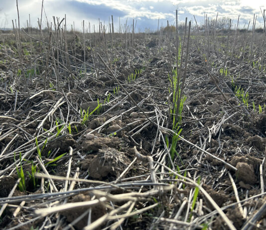 Revisión de los importes provisionales de la ayuda a los ecorregímenes de 2025 para saldar hasta el 90 %