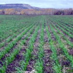 Trigo y cebada bajan un euro por tonelada en la Lonja de León, donde el bovino vuelve a la senda alcista