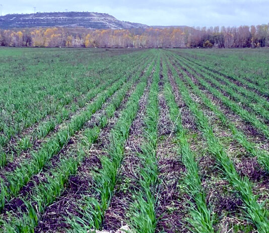 Trigo y cebada bajan un euro por tonelada en la Lonja de León, donde el bovino vuelve a la senda alcista