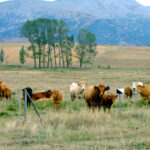 ASAJA-Palencia ayuda a quienes trabajan con ganado bovino a cumplir las nuevas exigencias de formación