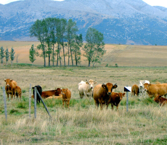 ASAJA-Palencia ayuda a quienes trabajan con ganado bovino a cumplir las nuevas exigencias de formación
