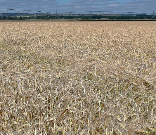 La cebada sigue perdiendo precio, y cae al nivel de exigir 5400 kilos/hectárea sólo para cubrir costes