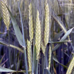 El escaso movimiento en los mercados de cereales y patatas se refleja en precios bajos y estancados