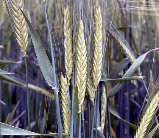 El escaso movimiento en los mercados de cereales y patatas se refleja en precios bajos y estancados