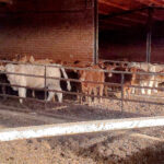 La demanda de bovino para cebar sigue fuerte y sube siete céntimos/kilo con respecto a la pasada semana