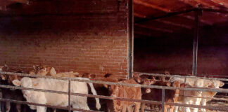 La demanda de bovino para cebar sigue fuerte y sube siete céntimos/kilo con respecto a la pasada semana