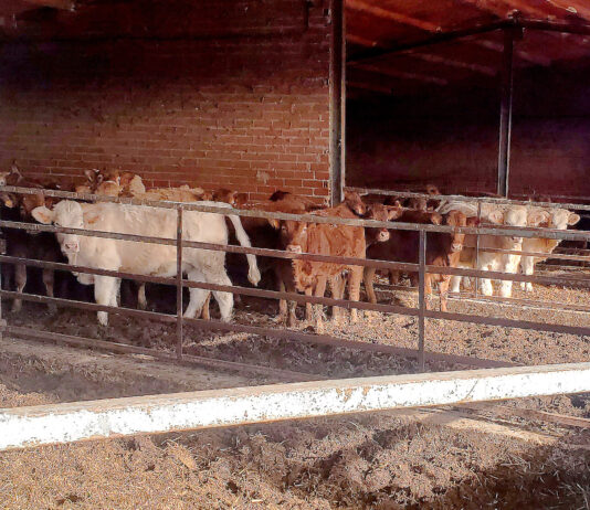 La demanda de bovino para cebar sigue fuerte y sube siete céntimos/kilo con respecto a la pasada semana