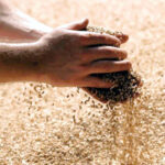 Bajada de la cotización de cereales debido al aumento de oferta de grano a la venta por cierre de ejercicio