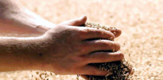 Bajada de la cotización de cereales debido al aumento de oferta de grano a la venta por cierre de ejercicio