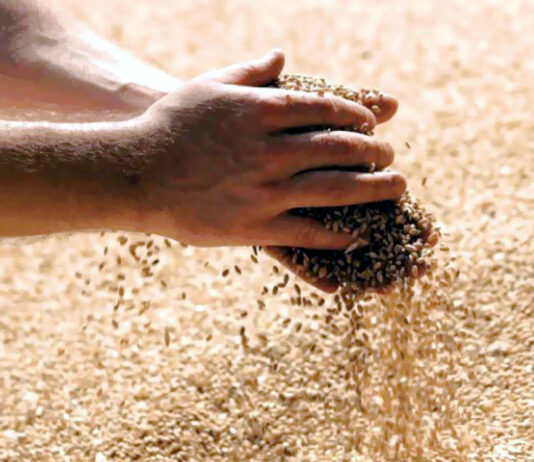 Bajada de la cotización de cereales debido al aumento de oferta de grano a la venta por cierre de ejercicio