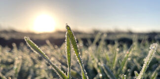 Total estabilidad de precios agrícolas al haberse anticipado las compraventas antes del fin de año