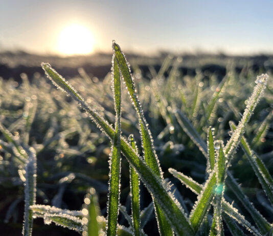 Total estabilidad de precios agrícolas al haberse adelantado las compraventas de finales de año