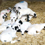 Los ganaderos de lechazo percibirán este diciembre por su producto en torno al 12 % más que hace un año