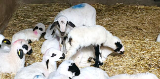 Los ganaderos de lechazo percibirán este diciembre por su producto en torno al 12 % más que hace un año