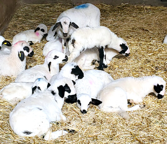 Los ganaderos de lechazo percibirán este diciembre por su producto en torno al 12 % más que hace un año