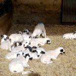 El precio de las operaciones de lechazos ha bajado ya 0,40 cts/kg antes de acabar las fiestas navideñas