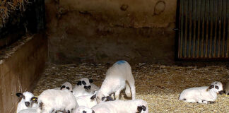 El precio de las operaciones de lechazos ha bajado ya 0,40 cts/kg antes de acabar las fiestas navideñas