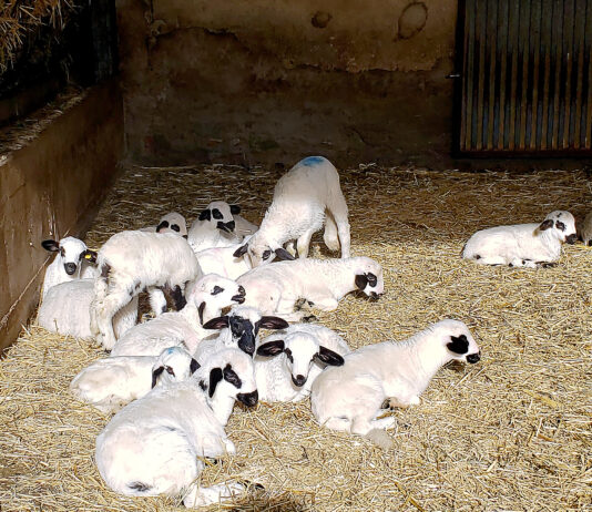 El precio de las operaciones de lechazos ha bajado ya 0,40 cts/kg antes de acabar las fiestas navideñas