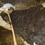 05. Nódulos en cuello (fotografía de Tsviatko Alexandrov)