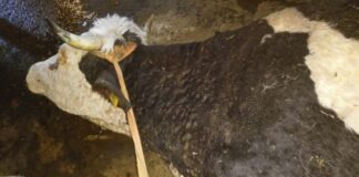 Nueva adaptación de medidas frente a la Dermatosis Nodular Contagiosa en Castilla y León desde el 1 de febrero